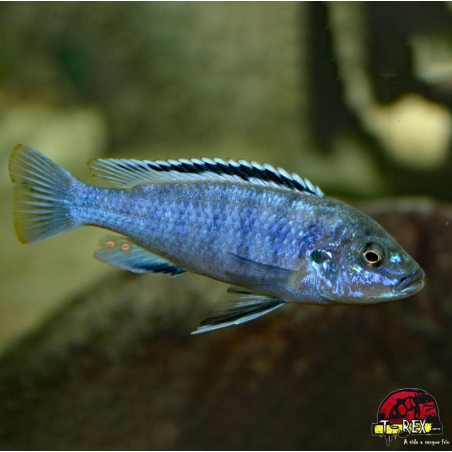 MELANOCHROMIS EXASPERATUS