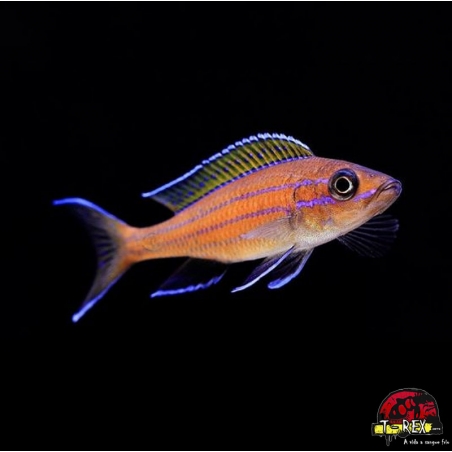 PARACIPRICHROMIS NIGRIPINNIS BLUE NEON