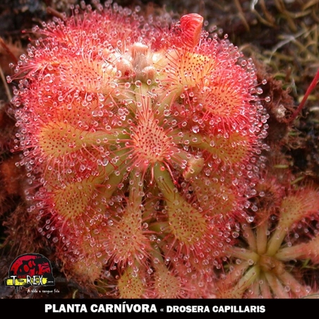 mudas de plantas carnivoras