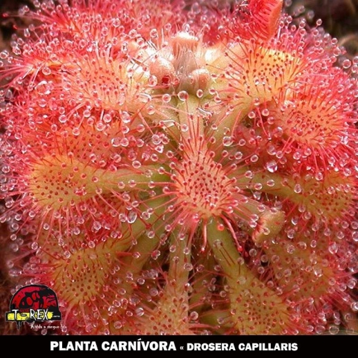 venda de planta carnívora