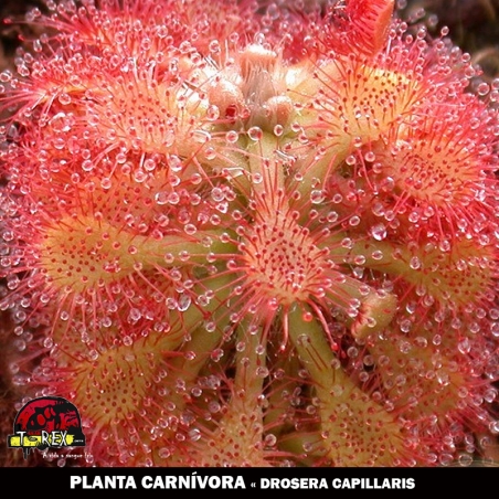 venda de planta carnívora