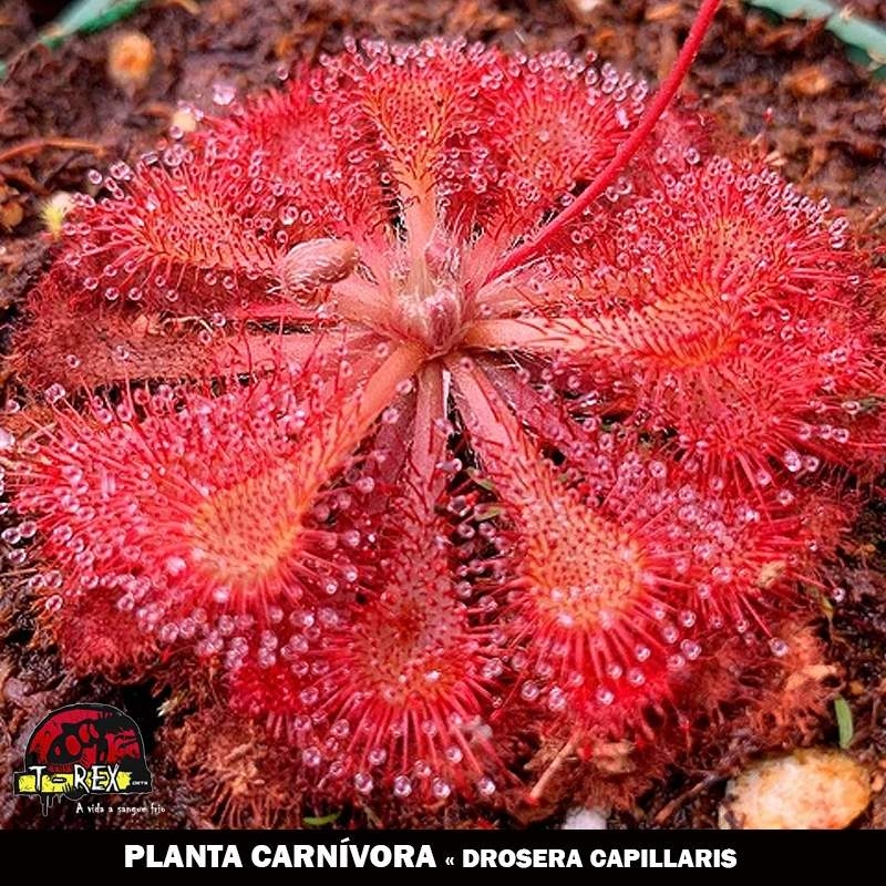 Comprar drosera capillaris