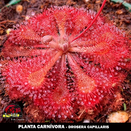 Comprar drosera capillaris