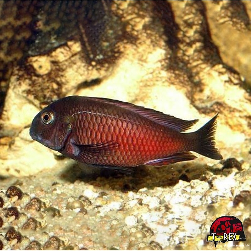 TROPHEUS MOORII RED MOLIRO BALÃO