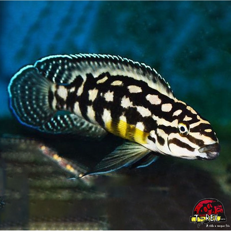 JULIDOCHROMIS MARLIERI