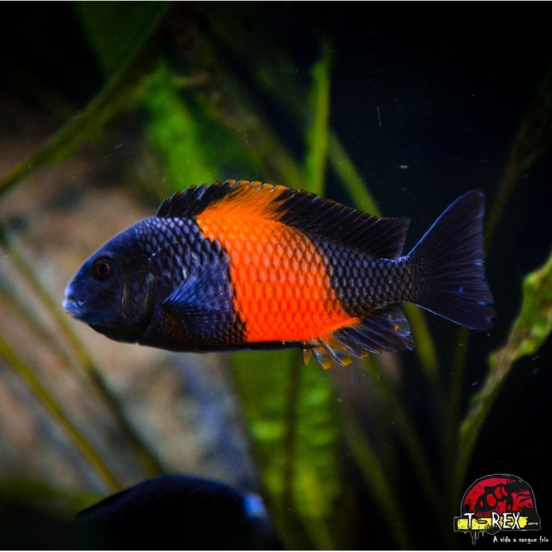 TROPHEUS MOORII BEMBA RED