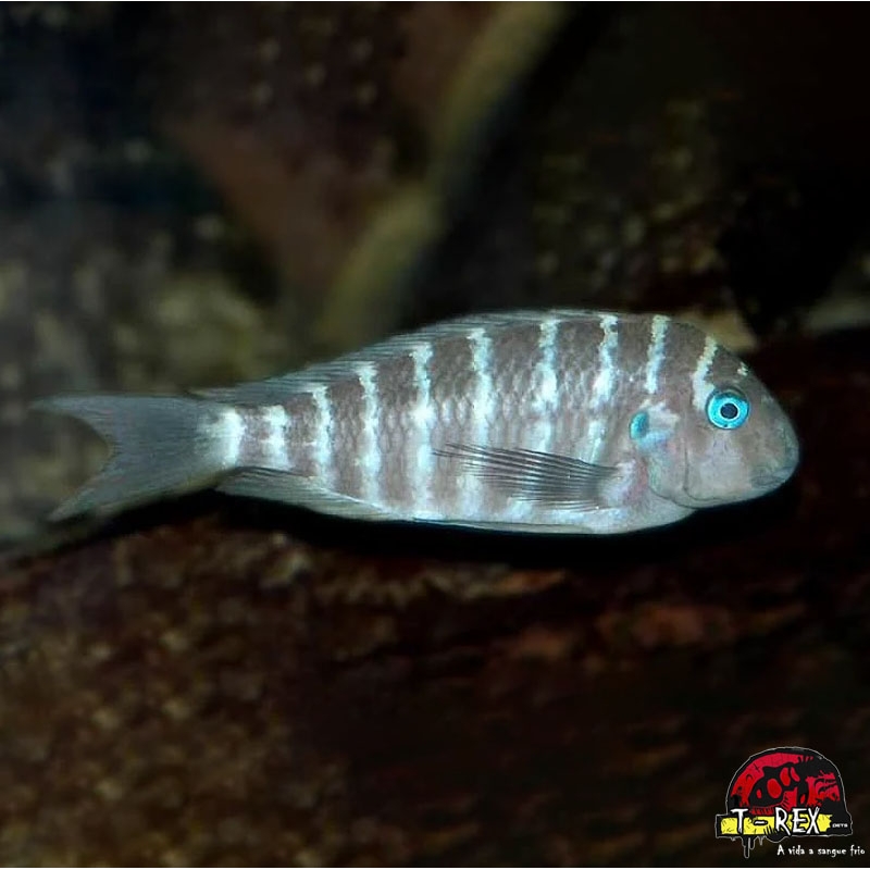 TROPHEUS CHIWA BLUE EYE TIGER