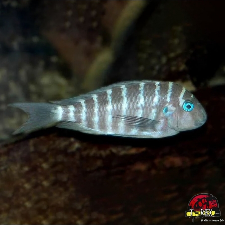 TROPHEUS CHIWA BLUE EYE TIGER