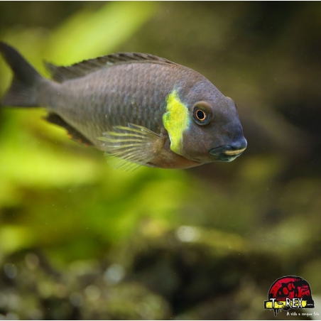 TROPHEUS MOORI CANARY CHEEK