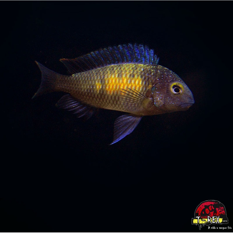 TROPHEUS MOORI MPULUNGU