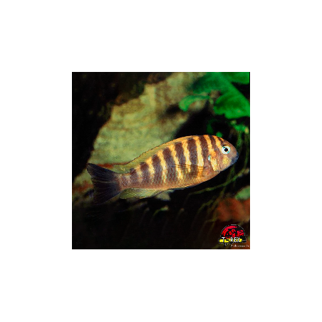 TROPHEUS MOORI BRICHARDI KIPILI