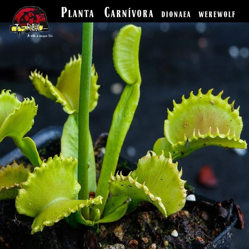 planta carnivora werewolf