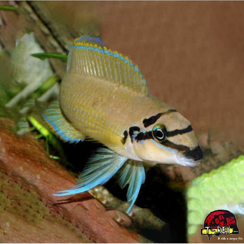 CHALINOCHROMIS BRICHARDI