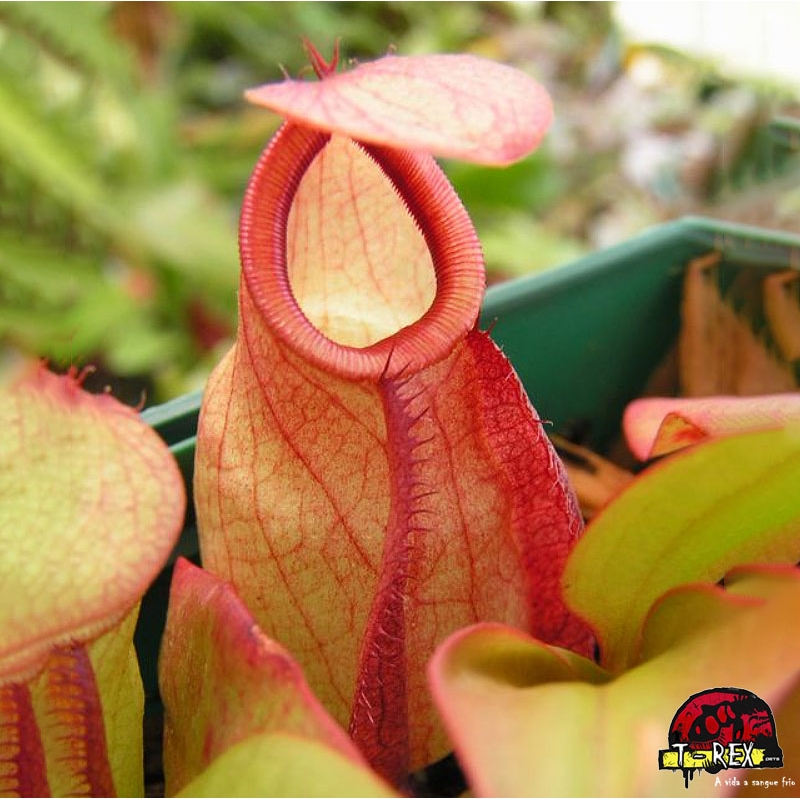 Muda Planta Carnívora Nepenthes Viking