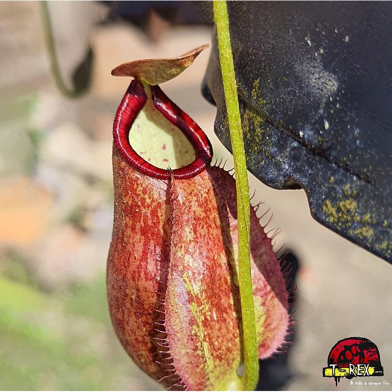 comprar muda de planta carnívora  Nepenthes [(Viking x Hookeriana) x (Viking x Ampullaria)] x Mirabilis Red Wing