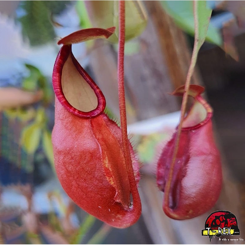 comprar muda de planta carnívora Nepenthes Viking x Hookeriana x Viking x Ampullaria x Mirabilis Red Wing