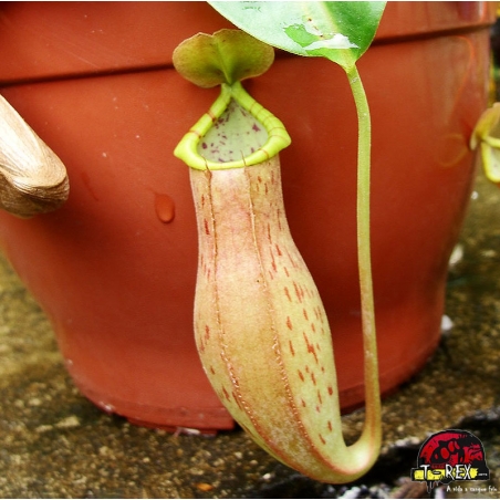 comprar muda de planta carnívora Nepenthes Arakawae