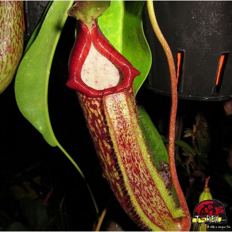 comprar muda de planta carnívora Nepenthes Albomarginata x Maxima