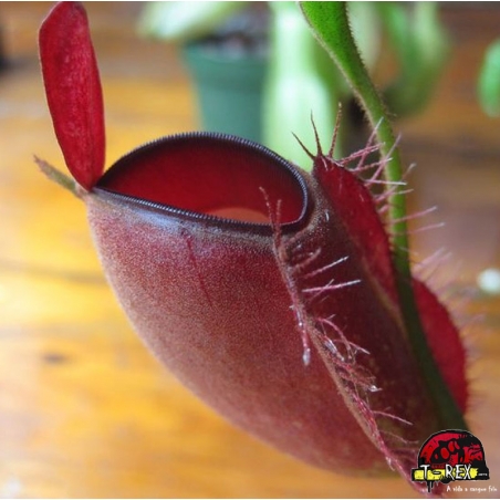 comprar muda de planta carnívora Nepenthes (Viking x Ampullaria Black Miracle) x (Thorelii x Aristolochioides).