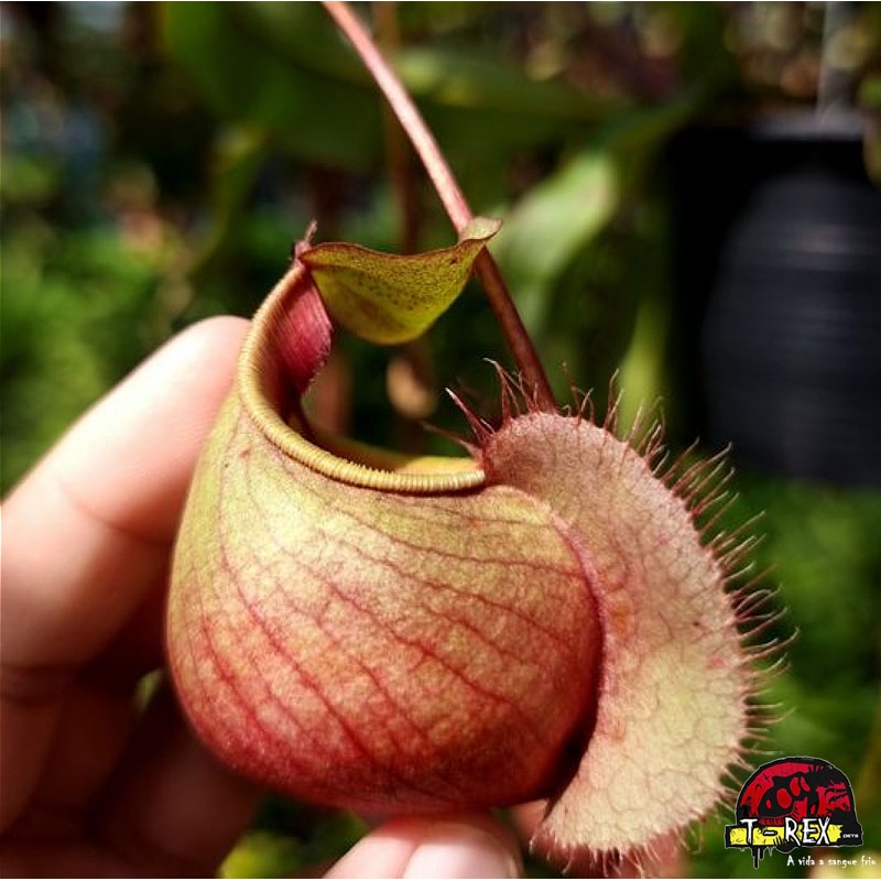 muda de planta carnívora nepenthes viking x ampullaria black miracle.