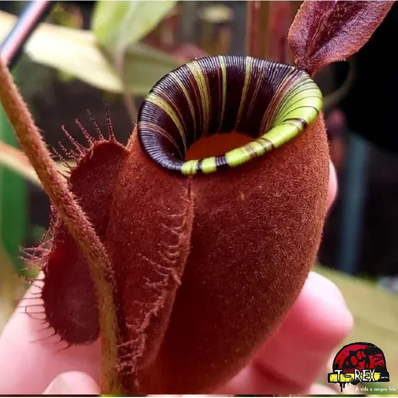 muda de planta carnívora nepenthes viking