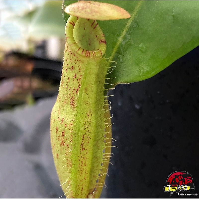 muda de planta carnívora nepenthes mirabilis wing x northiana.