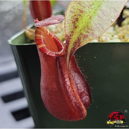 muda de planta carnívora nepenthes rafflesiana black x ampullaria black miracle