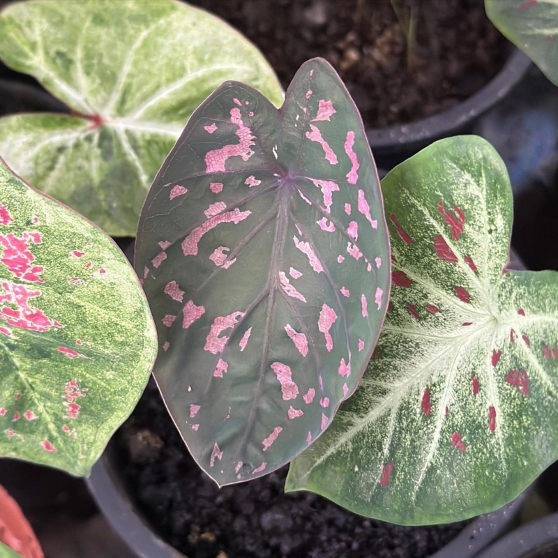 comprar muda de caladium clara