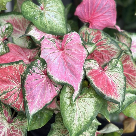 comprar muda de caladium manuela