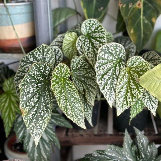 comprar muda de caladium lorena