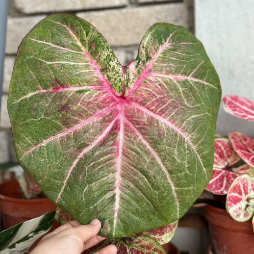 comprar muda de caladium camila