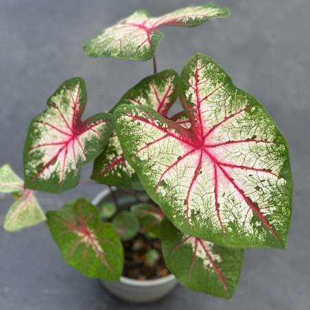 comprar muda de caladium letícia