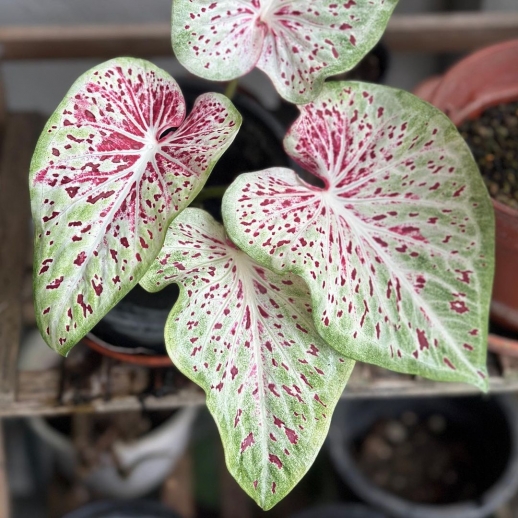 comprar muda de caladium mariana