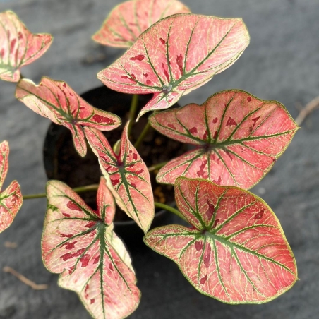 comprar muda de caladium carla