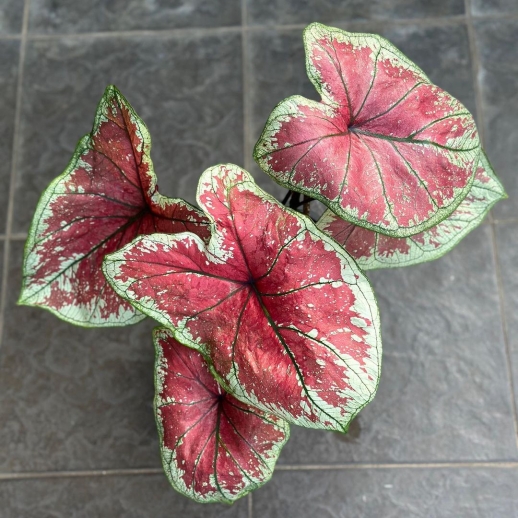 comprar muda de caladium diana