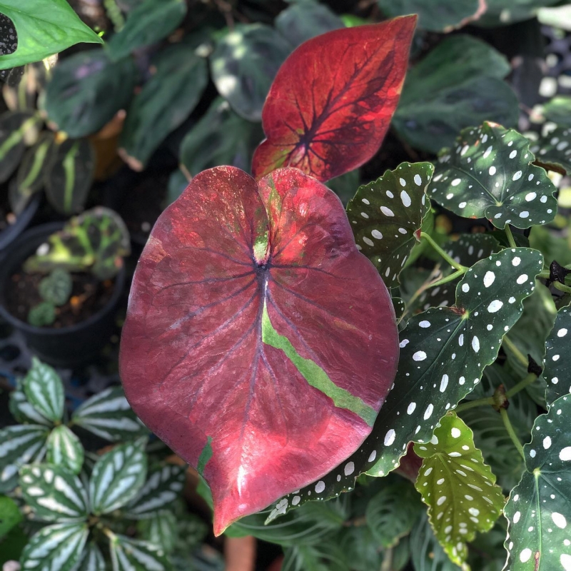 comprar muda de caladium marta