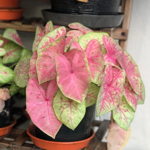 comprar muda de caladium patrícia