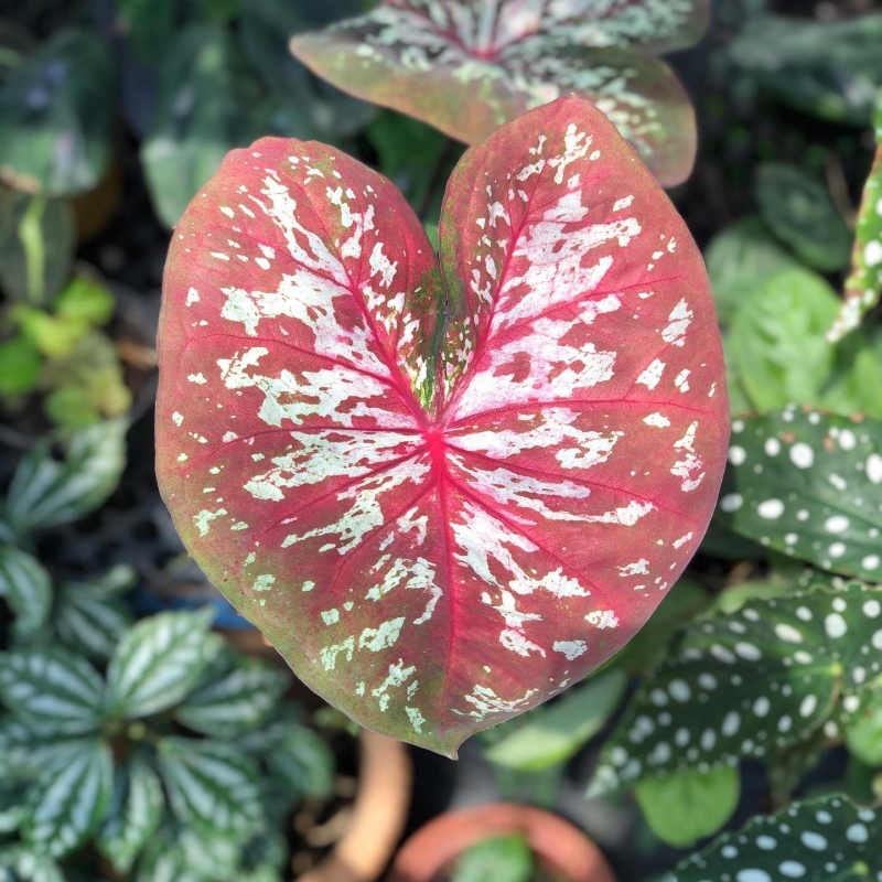 comprar muda de caladium teresa