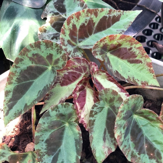 comprar muda de caladium madalena