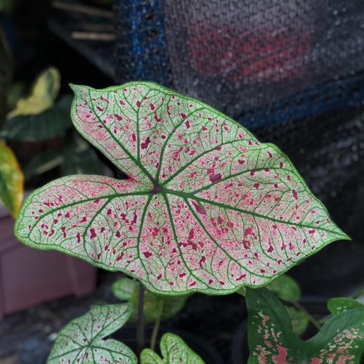 comprar muda de caladium inês