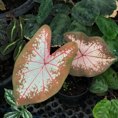 comprar muda de caladium sandra