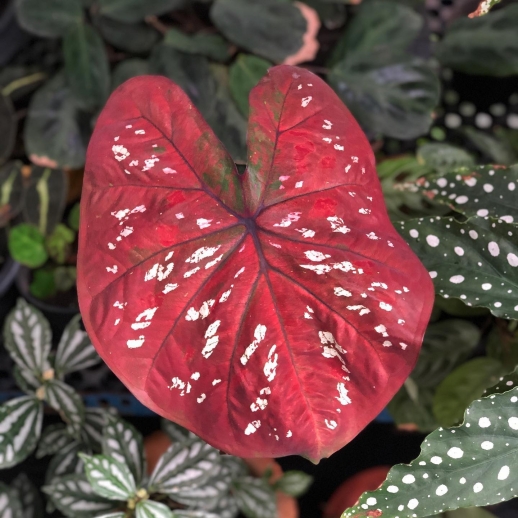 comprar muda de caladium lúcia