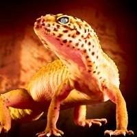 Comprar Leopard Gecko Terrário