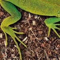 Substrato para terrário de iguana - crie um ambiente saudável e confortável para seu réptil