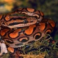Comprar cobras - serpentes - jiboias - bcc - criadouro répteis