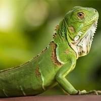 Comprar Iguana Legalizada
