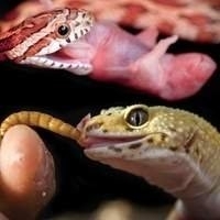 Alimento Vivo & Ratos Congelados