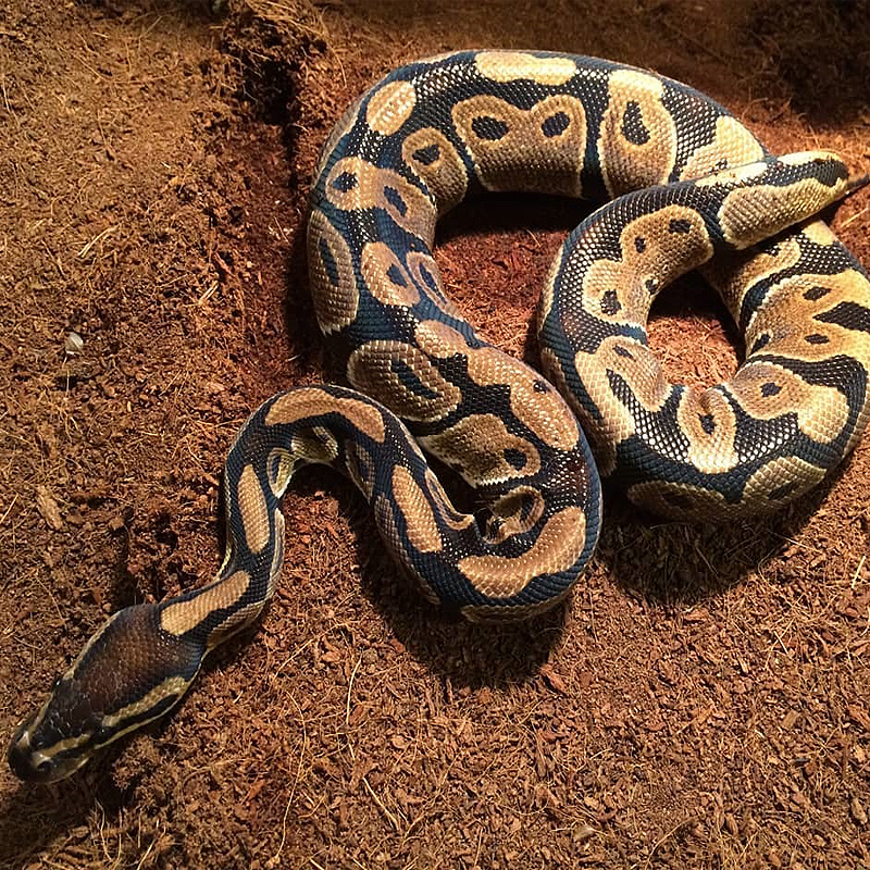 A importancia do aquecimento para serpentes