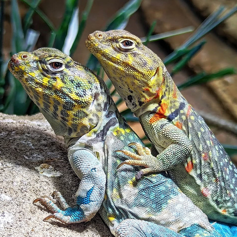 Pedra aquecedora para repteis