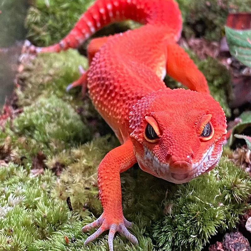 Aquecimento para gecko